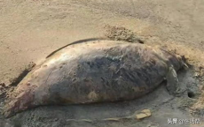 湛江海域发现疑似儒艮尸体，探寻古老海洋生物的神秘踪迹