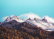 生命树倒计时:探寻自然奥秘的绿色征程